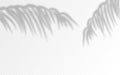 Palm leaves shadow silhouettes isolated on background. Royalty Free Stock Photo