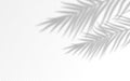 Palm leaves shadow silhouettes isolated on background. Royalty Free Stock Photo