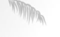 Palm leaves shadow silhouettes isolated on background. Royalty Free Stock Photo