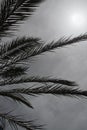 Palm leaves silhouette against gray overcast sky Royalty Free Stock Photo