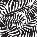 Palm leaves silhouette on the white background. Vector seamless pattern with tropical plants. Royalty Free Stock Photo