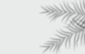 Palm leaves silhouettes isolated on background. Royalty Free Stock Photo