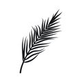 Palm leaves silhouettes isolated on white background Royalty Free Stock Photo