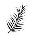 Palm leaves silhouettes isolated on white background Royalty Free Stock Photo