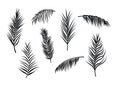 Palm leaves silhouettes isolated on white background. Royalty Free Stock Photo