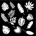 Palm leaves silhouettes set isolated on black background. Tropical leaf silhouette elements set isolated. Palm, fan palm Royalty Free Stock Photo