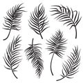 Palm leaves silhouettes set isolated on white background. Vector illustration Royalty Free Stock Photo