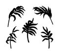 Palm leaves. Silhouettes of tropical leaf isolated on white background. Set leaves exotic tree. Tropic plant. Hand drawn palm leav Royalty Free Stock Photo