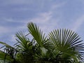 Palm leaves and sky