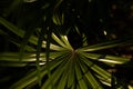 Palm leaves spreading in tropical garden with dramatic light and shadow natural pattern background Royalty Free Stock Photo