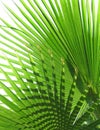 Palm Leaves Royalty Free Stock Photo