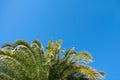 Palm leaves in sunshine on clear cloudless blue sky background, copy space. Concept summertime, vacation, tropics, nature, exotic Royalty Free Stock Photo