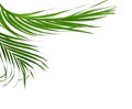 Palm leaves swaying in the breeze Royalty Free Stock Photo