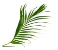 Palm leaves swaying in the breeze Royalty Free Stock Photo