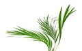 Palm leaves swaying in the breeze Royalty Free Stock Photo