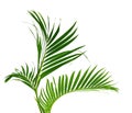 Palm leaves swaying in the breeze Royalty Free Stock Photo