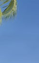 A portion of palm leaves swaying in the tropical heat against a blue sky.