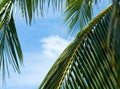 Palm leaves taking pleasure of sun and blue sky