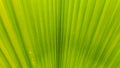 Palm leaves texture background Royalty Free Stock Photo
