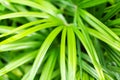 Palm leaves texture, green tropical leaf, jungle foliage, natural wallpaper, palm tree branches, rhapis excelsa, bamboo, lady palm Royalty Free Stock Photo