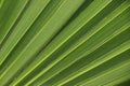 Palm leaves texture