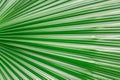 Palm leaves texture Royalty Free Stock Photo