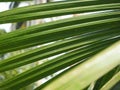 Palm leaves texture with shadow Royalty Free Stock Photo