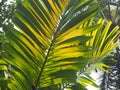 Palm leaves texture with shadow Royalty Free Stock Photo