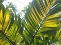 Palm leaves texture with shadow close up Royalty Free Stock Photo