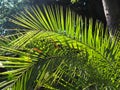 Palm leaves texture with shadow and light. Tropical beautiful background. Palms, Arecaceae, Palmae, Palmaceae, a family