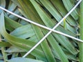 Palm leaves tied with ropes. Gardening. Safety of the plant from the wind