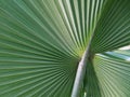 Palm leaves