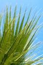 Palm leaves. A palm tree, seen from below. Green palm leaves against blue sky background. Daylight, natural background, palm leaf