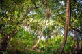 Palm leaves.Tropical Forest on the island in indian ocean.Beautiful landscape of humid tropical jungle. Tropical forest