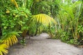 Palm leaves. Tropical Forest on the island in Indian ocean. Beautiful landscape of humid tropical jungle. Tropical forest Royalty Free Stock Photo