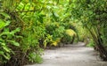 Palm leaves. Tropical Forest on the island in Indian ocean. Beautiful landscape of humid tropical jungle. Tropical forest Royalty Free Stock Photo