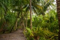 Palm leaves. Tropical Forest on the island in Indian ocean. Beautiful landscape of humid tropical jungle. Tropical forest Royalty Free Stock Photo