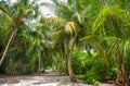 Palm leaves. Tropical forest on the island in Indian ocean. Beautiful landscape of humid tropical jungle. Tropical forest