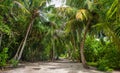 Palm leaves. Tropical forest on the island in Indian ocean. Beautiful landscape of humid tropical jungle. Tropical forest