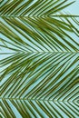 Palm leaves Royalty Free Stock Photo