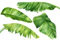 Palm leaves. Tropical plant on isolated white background, Jungle botanical watercolor illustrations, floral elements. Royalty Free Stock Photo