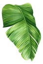 Palm leaves. Tropical plant on isolated white background, Jungle botanical watercolor illustrations, floral elements. Royalty Free Stock Photo