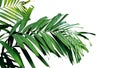 Palm leaves, tropical rainforest foliage plant isolated on white Royalty Free Stock Photo