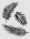 Palm Leaves Vector Background Illustration EPS10. Set of realistic palm tree leaf silhouettes Royalty Free Stock Photo