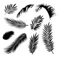 Set of realistic palm tree leaves in silhouettes. Black tropical plant branches shapes outline isolated on white background. Image Royalty Free Stock Photo