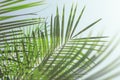 Palm leaves with water drops, leaf shadow. Template for text, natural plant background Royalty Free Stock Photo