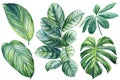 Palm leaves, watercolor botanical painting. Jungle illustrations, floral elements. monstera leaf. Tropical leaves set