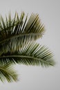 Palm leaves on white background