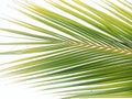 Palm leaves on white background. Tropical green leaf pattern of palm tree on white backgrounds