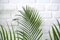 Palm leaves on white brick wall